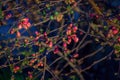 Beautiful spring background Ã¢â¬â branches with buds and red flowers of Chaenomeles japonica shrub